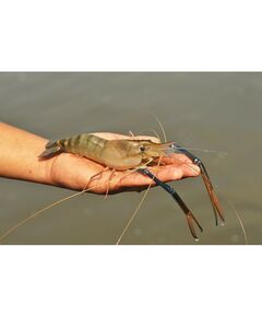 Аквапонная система Агроаспект+  AQUABOX ED дополнительный модуль для ECOBOX ED фотографии