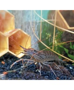 Аквапонная система Агроаспект+  AQUABOX ED дополнительный модуль для ECOBOX ED фотографии