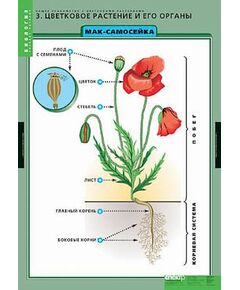 Купить Таблицы демонстрационные "Общее знакомство с цветковыми растениями" в Иркутске в компании Зеон