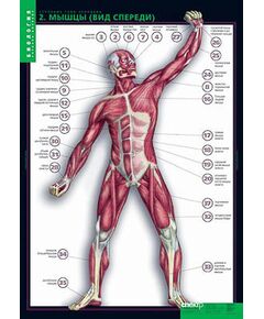 Купить Таблицы демонстрационные "Строение тела человека" в Иркутске в компании Зеон