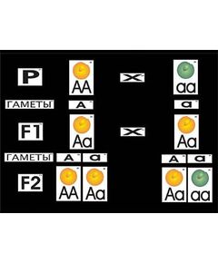 Купить Модель-аппликация "Моногибридное скрещивание" (ламинированная) в Иркутске в компании Зеон