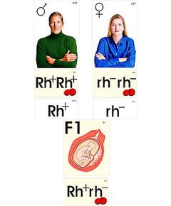 Купить Модель-аппликация "Наследование резус-фактора" (ламинированная) в Иркутске в компании Зеон