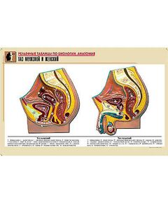 Купить Рельефная таблица "Таз мужской и женский" (формат А1, матовое ламинир.) в Иркутске в компании Зеон