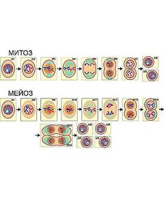 Купить Модель-аппликация "Деление клетки. Митоз и мейоз" (ламинированная) в Иркутске в компании Зеон