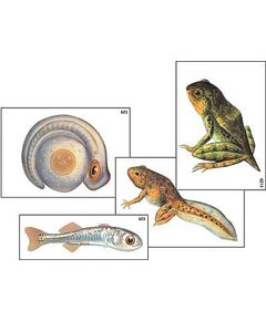 Купить Модель-аппликация "Развитие костной рыбы и лягушки" (ламинированная) в Иркутске в компании Зеон