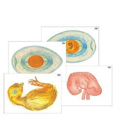 Купить Модель-аппликация "Развитие птицы и млекопитающего (человека)" (ламинированная) в Иркутске в компании Зеон