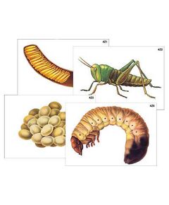 Купить Модель-аппликация "Развитие насекомых с полным и неполным превращением" (ламинированная) в Иркутске в компании Зеон