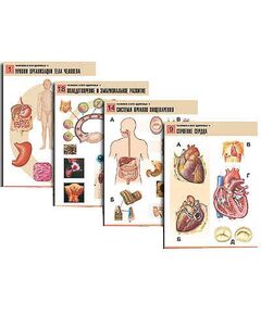 Купить Комплект таблиц по биологии дем. "Человек и его здоровье 1" (20 табл., формат А1, лам.) в Иркутске в компании Зеон