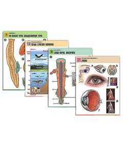 Купить Комплект таблиц по всему курсу биологии (120 шт., А1, полноцв, лам) в Иркутске в компании Зеон