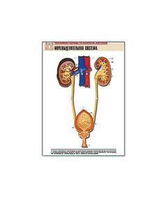 Купить Рельефная таблица "Мочевыделительная система" (формат А1, матовое ламинир.) в Иркутске в компании Зеон