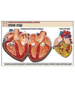 Купить Рельефная таблица "Строение сердца" (формат А1, матовое ламинир.) в Иркутске в компании Зеон