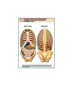 Купить Рельефная таблица "Расположение органов грудной и брюшной полостей по отношению к скелету"(А1, лам.) в Иркутске в компании Зеон
