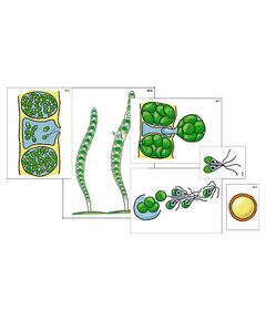 Купить Модель-аппликация "Размножение многоклеточной водоросли" (ламинированная) в Иркутске в компании Зеон