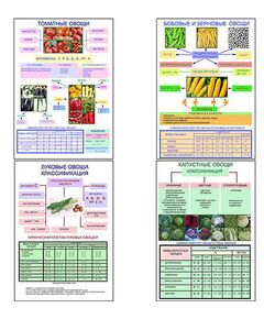Купить Плакаты ПРОФТЕХ "Классификация овощей" (11 пл, винил, 70х100) в Иркутске в компании Зеон