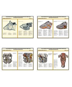 Купить Плакаты ПРОФТЕХ "Топограф. анатомия. Круп. рог. скот. Голова и шея" (26 пл, винил, 70х100) в Иркутске в компании Зеон