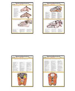 Купить Плакаты ПРОФТЕХ "Топограф. Анатомия. Лошадь. Голова и шея" (33 пл, винил, 70х100) в Иркутске в компании Зеон