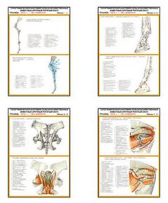 Купить Плакаты ПРОФТЕХ "Топограф. анатомия. Лошадь. Таз и конеч." (22 пл, винил, 70х100) в Иркутске в компании Зеон