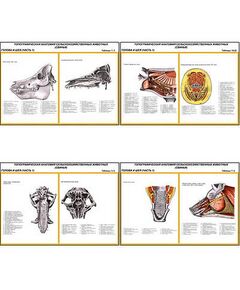 Купить Плакаты ПРОФТЕХ "Топограф. анатомия. Свинья. Голова и шея" (11 пл, винил, 70х100) в Иркутске в компании Зеон