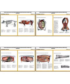 Купить Плакаты ПРОФТЕХ "Топограф. анатомия. Свинья. Туловище" (12 пл, винил, 70х100) в Иркутске в компании Зеон