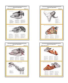 Купить Плакаты ПРОФТЕХ "Топограф. анатомия. Овца, баран. Голова и шея" (7 пл, винил, 70х100) в Иркутске в компании Зеон