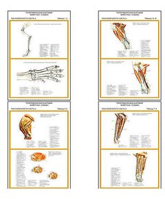 Купить Плакаты ПРОФТЕХ "Топограф. анатомия. Собака. Таз и конеч." (11 пл, винил, 70х100) в Иркутске в компании Зеон