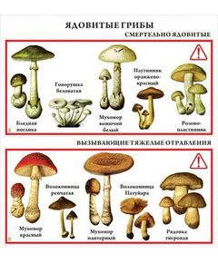 Купить Транспаранты "Грибы", картинка № 2 в Иркутске в компании Зеон