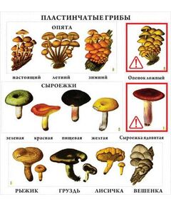 Купить Транспаранты "Грибы" в Иркутске в компании Зеон