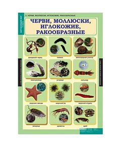 Купить Окружающий мир 3 класс, картинка № 5 в Иркутске в компании Зеон