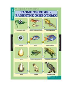 Купить Окружающий мир 3 класс, картинка № 7 в Иркутске в компании Зеон