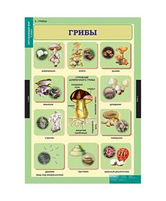 Купить Окружающий мир 3 класс, картинка № 9 в Иркутске в компании Зеон