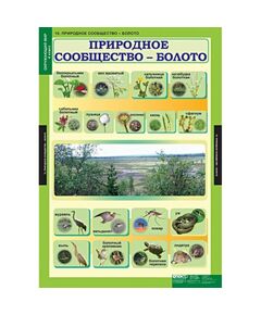 Купить Окружающий мир 4 класс, картинка № 10 в Иркутске в компании Зеон