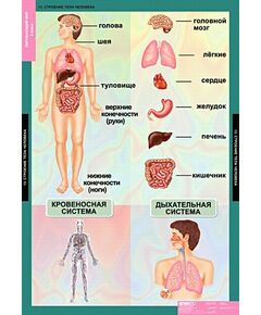 Купить Окружающий мир 2 класс, картинка № 9 в Иркутске в компании Зеон