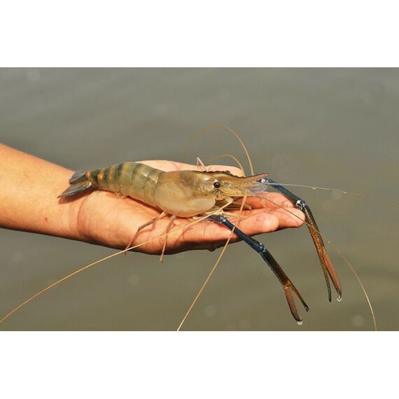 Аквапонная система Агроаспект+  AQUABOX ED дополнительный модуль для ECOBOX ED фотографии