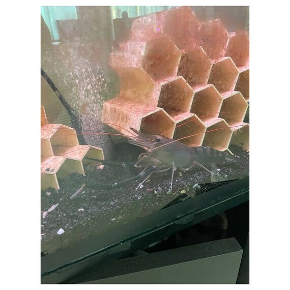 Аквапонная система Агроаспект+  AQUABOX ED дополнительный модуль для ECOBOX ED фотографии