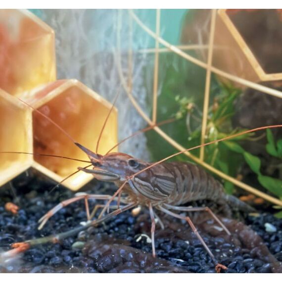 Аквапонная система Агроаспект+  AQUABOX ED дополнительный модуль для ECOBOX ED фотографии