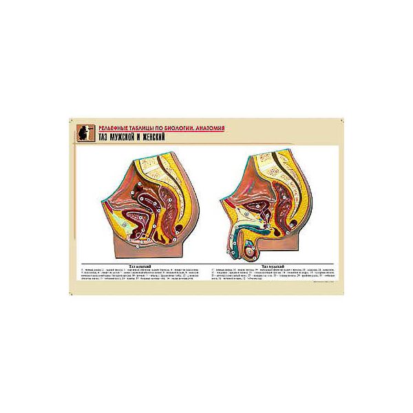 Купить Рельефная таблица "Таз мужской и женский" (формат А1, матовое ламинир.) в Иркутске в компании Зеон