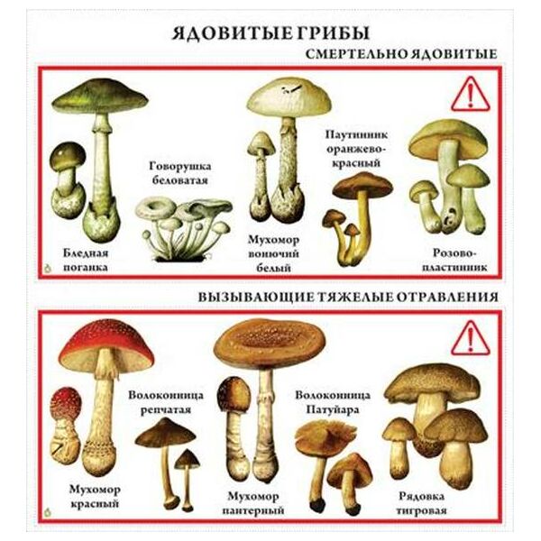 Купить Транспаранты "Грибы", картинка № 2 в Иркутске в компании Зеон